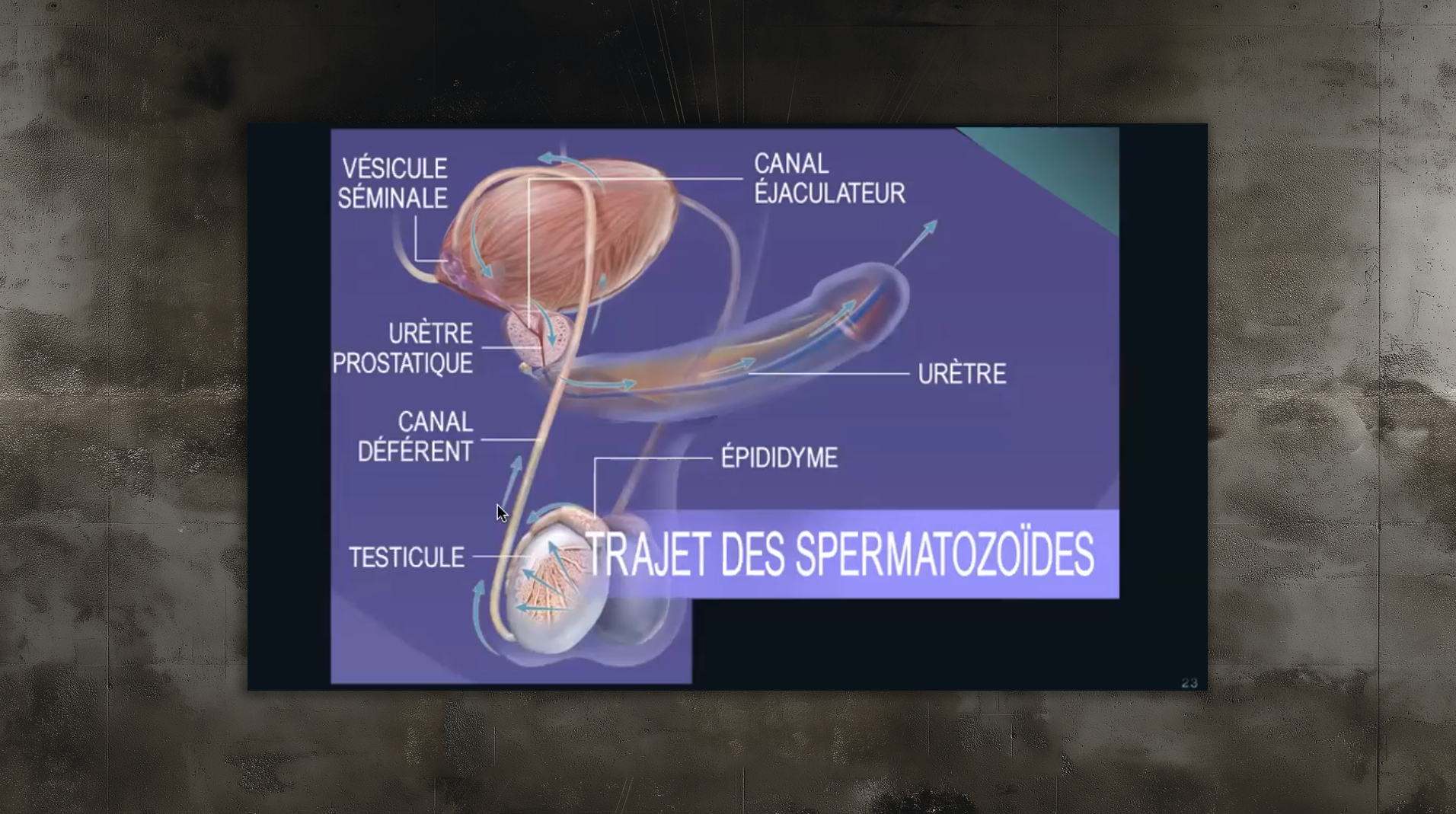 slides_etudes992 slides_etudes992